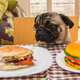Image for article titled Dog a goddamn food critic